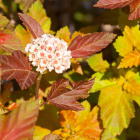 Пузыреплодник Эмбер Джубили (Amber Jubilee) Пузыреплодник Эмбер Джубили (Amber Jubilee)