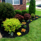 Пузыреплодник Ассортимент Пузыреплодник Ассортимент