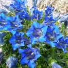 Горечавка динарская (Gentiana dinarica) Горечавка динарская (Gentiana dinarica)