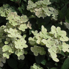 Гортензия Полистар (Polestar) метельчатая Гортензия Полистар (Polestar) метельчатая