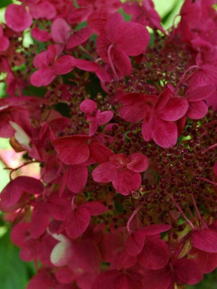 Гортензия Вимс Ред (Wim's Red) метельчатая Гортензия Вимс Ред (Wim's Red) метельчатая