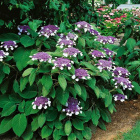 Гортензия Хот Чоколейт (Hot Chocolate) шершавая Гортензия Хот Чоколейт (Hot Chocolate) шершавая