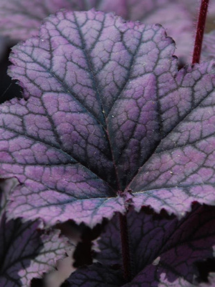 Гейхера Фростед Виолет (Frosted Violet) Гейхера Фростед Виолет (Frosted Violet)
