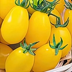 Томаты (помидоры)1