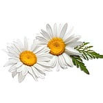 Нивяники (ромашки)