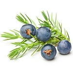 Можжевельники