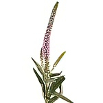 Вероникаструм