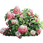 Кустарники